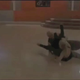 Hines Ward, NFL's Dirtiest Player And Dancer, Almost Paralyzed His Tango Partner This Week